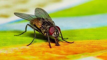 Macro shot of a fly perched atop a patterned fabric