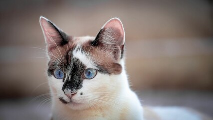 a cat with blue eyes sits in the sun close to its owner
