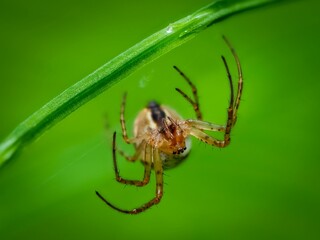 Macro shot of a spider on a green leaf of a plant, showcasing its intricate details