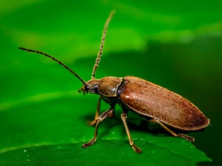 Macro shot of a small beetle on a vibrant green leaf