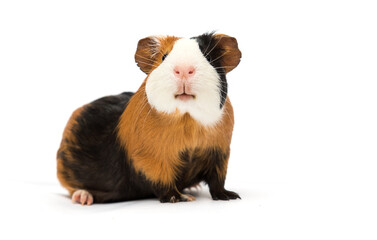 guinea pig looks up on a white background - 629282540