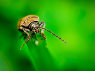 Macro shot of a small beetle on a vibrant green leaf