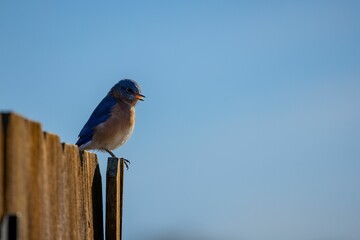 Beautiful bluebird perched atop a wooden fence post, gazing up at the sky with a curious expression
