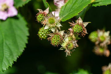 Flower and green blackberry