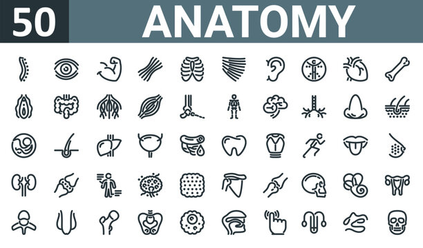 set of 50 outline web anatomy icons such as spine, vision, biceps, tendon, thorax, trapezius, ear vector thin icons for report, presentation, diagram, web design, mobile app.