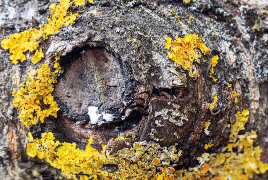 The trunk of the apple tree is covered with yellow moss and lichen