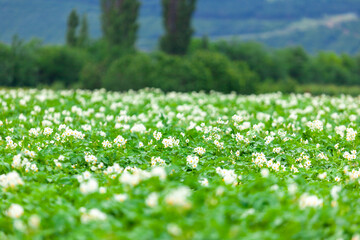 Potato flowers blooming in field, Potato plantation