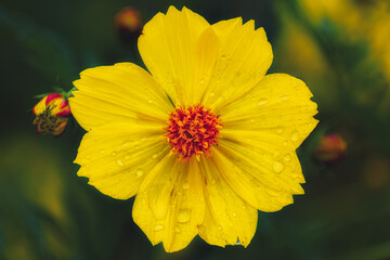 FLOR MIRASOL AMARILLO