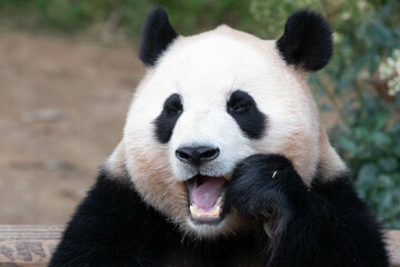 Obraz na płótnie Canvas Close up Happy Panda, Fu Bao