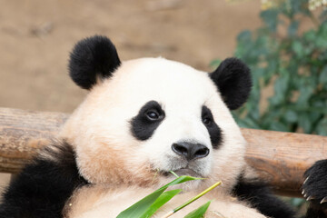 Obraz premium Close up Happy Panda, Fu Bao