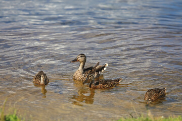 a family of ducks swims in a lake