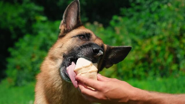 German shepherd Dog eating ice cream and enjoying it in a very hot summer day. Hand of male pet owner holds ice cream for the dog. The concept of harmful and sweet food for pets