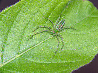 Green Lynx Spider (Peucetia viridans) on green leaf