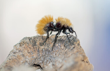 Velvet Ant