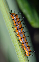 Gulf Fritillary (Agraulis vanillae) caterpillar on passion flower vine