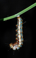 Gulf Fritillary (Agraulis vanillae) caterpillar pupation