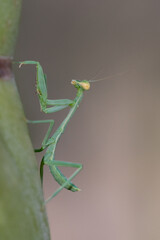 Arizona Praying Mantis (Stagmomantis limbata) nymph