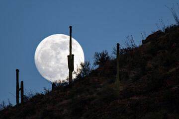 Full moon rising behind a Saguaro Cactus (Carnegiea gigantea)