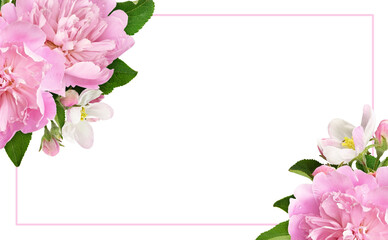 Pink peony and apple flowers and leaves in a floral frame isolated on white or transparent background
