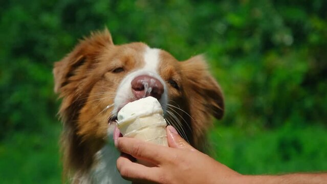 Australian shepherd Dog eating ice cream and enjoying it in a very hot summer day. Hand of male pet owner holds ice cream for the dog. The concept of harmful and sweet food for pets