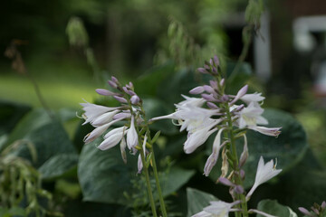 white flower in the garden