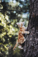 Bébé chaton roux en train de grimper à un arbre dans le jardin