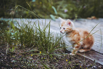 Portrait d'un mignon bébé chaton roux en train de jouer dans le jardin