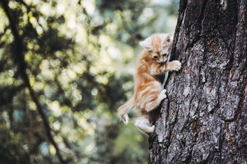 Fototapeta na wymiar Bébé chaton roux en train de grimper à un arbre dans le jardin
