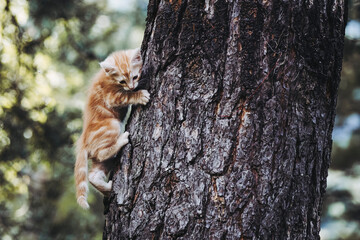 Bébé chaton roux en train de grimper à un arbre dans le jardin