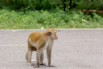Obraz premium macaque monkey portrait , which name is long tailed, crab-eating or cynomolgus macaque monkey