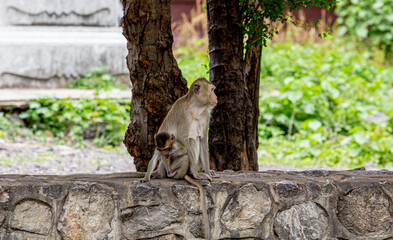 baby monkey under mother protection.