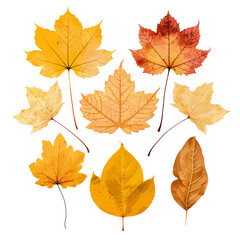 dry leaf for autumn element vector SET BUNDLE