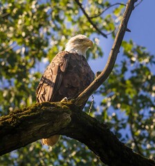 Adult bald eagle in a tree