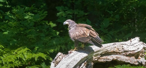 Young bald eagle on a log