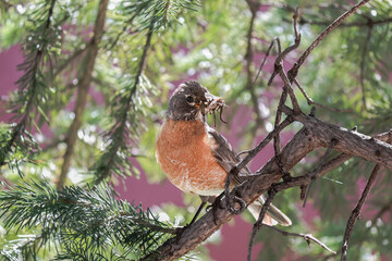A Robin preparing to feed her young. 