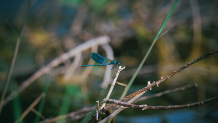 Close up of a blue firefly above water