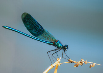 Close up of a blue firefly above water