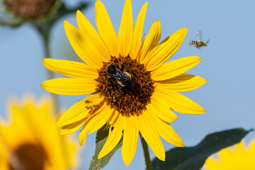 A large black and yellow Bumblebee pollenating a Sunflower bloom as it gathers pollen from the flower on a sunny, Summer morning.