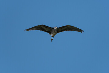 Fototapeta na wymiar A juvenile Little Blue Heron soaring overhead through a clear blue sky.