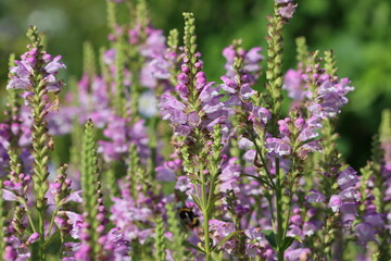 Sweden. Physostegia virginiana, the obedient plant, obedience or false dragonhead, is a species of flowering plant in the mint family, Lamiaceae.