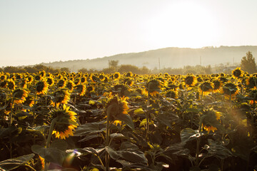 incredibly beautiful sunflower field in the village
