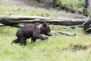 Brown bear baby cub walking in a green grass meadow.