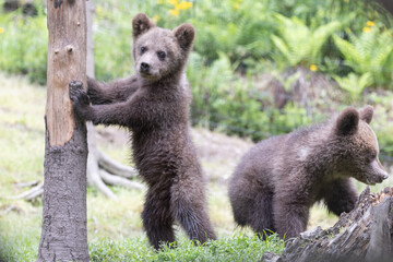 Cute brown bear cub sibling in a green meadow next to a tree