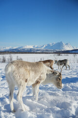Naklejka premium Rentiere und Schnee im Winter in Norwegen