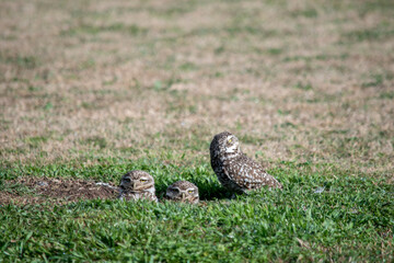 Primer plano de las lechuzas en el descampado. Athene cunicularia