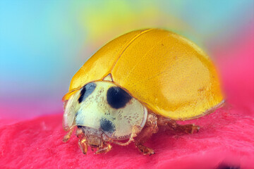 ladybug on a pink flower