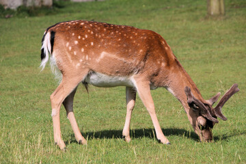 A view of a Fallow Deer in Cheshire
