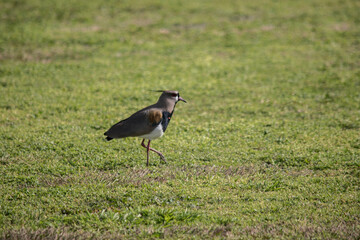 Primer plano de un tero en el campo. Vanellus chilensis