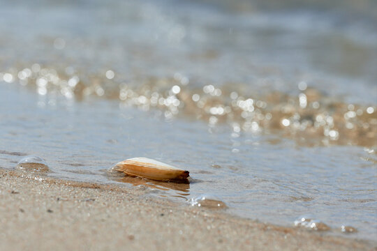 Małż, mięczak morski, słodkowodny osłonięty dwuczęściową muszlą leży na plaży omywany wodą morską, słodką. Zbliżenie, rozmyte tło, bokeh.