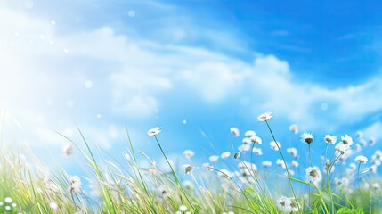 A field of white flowers under a blue sky.